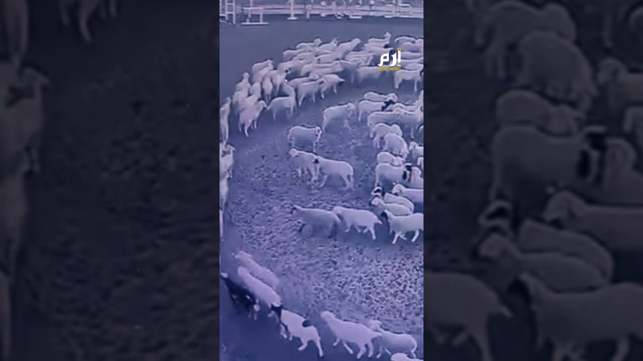 لسبب غامض.. أغنام تسير بشكل دائري لـ12 يوما متواصلة