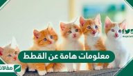 معلومات عامة عن القطط