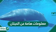 معلومات عامة عن الحيتان