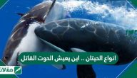 انواع الحيتان .. واين يعيش الحوت القاتل
