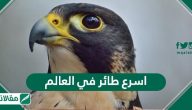 اسرع طائر في العالم