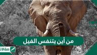 من أين يتنفس الفيل .. معلومات عامة عن حياة وسلوكات الفيل
