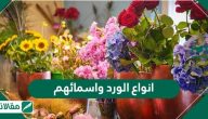 أنواع الورد واسمائهم .. اعرف أجمل انواع الورد البلدي وصفاته