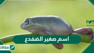 اسم صغير الضفدع