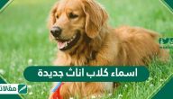 اسماء كلاب اناث جديدة .. نصائح لاختيار اسم كلب انثى مثالي 