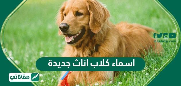 اسماء كلاب اناث جديدة