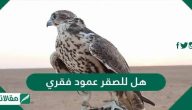 هل للصقر عمود فقري .. اعرف وصف العمود الفقري في جسم الصقر