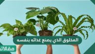 المخلوق الذي يصنع غذائه بنفسه