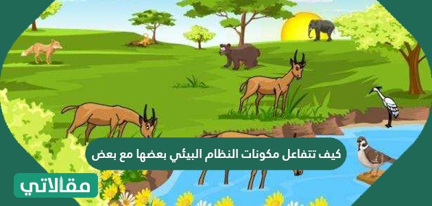 كيف تتفاعل مكونات النظام البيئي بعضها مع بعض