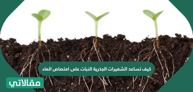 كيف تساعد الشعيرات الجذرية النبات على امتصاص الماء