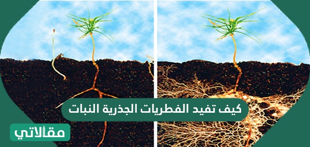 كيف تفيد الفطريات الجذرية النبات