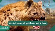لماذا لا يتم دفن الضبع الا بوجود الشرطة