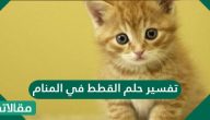 تفسير حلم القطط في المنام