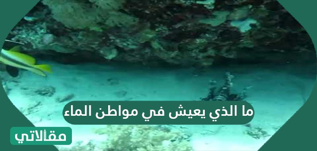 ما الذي يعيش في مواطن الماء