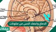 الدماغ واعضاء الحس من مكونات