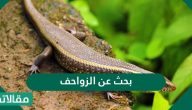 بحث عن الزواحف قصير