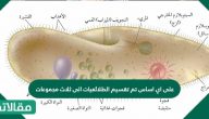 على اي اساس تم تقسيم الطلائعيات الى ثلاث مجموعات