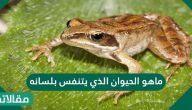 ماهو الحيوان الذي يتنفس بلسانه ؟