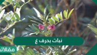 نبات بحرف الغين .. اسماء اعشاب ونباتات بحرف ” غ “