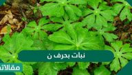نبات بحرف النون واهم المعلومات عنها