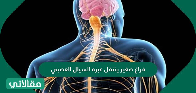 فراغ صغير ينتقل عبر السيال العصبي هو