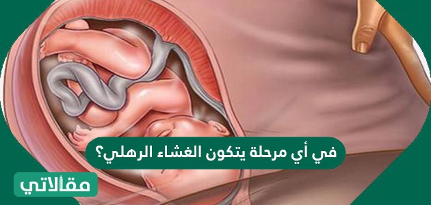 في أي مرحلة يتكون الغشاء الرهلي؟