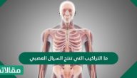 ما التراكيب التي تنتج السيال العصبي .. وظيفة السيالات العصبية