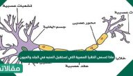 ماذا تسمى الخلايا العصبية التي تستقبل المنبه في الجلد والعيون