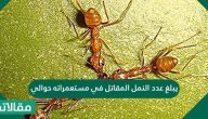 المصطلح العلمي المناسب لدور النملة في جمع الغذاء