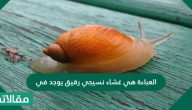 العباءة هي غشاء نسيجي رقيق يوجد في