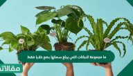 ما مجموعة النباتات التي يبلغ سمكها بضع خلايا فقط