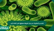 تنقسم الفطريات إلى