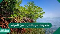 شجرة تنمو بالقرب من المياه