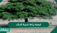 كيفية زراعة شجرة الاراك