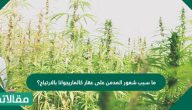 ما سبب شعور المدمن على عقار كالماريجوانا بالارتياح