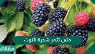متى تثمر شجرة التوت وكيفية زراعتها وطريقة الري