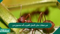 من صفات عش النمل الغريب أنه مصنوع من ماذا وما هي أنواعه والفرق بينهم