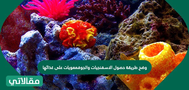 وضح طريقة حصول الاسفنجيات والجوفمعويات على غذائها