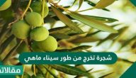 شجرة تخرج من طور سيناء ما هي