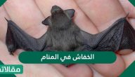 تفسير حلم الخفاش في المنام