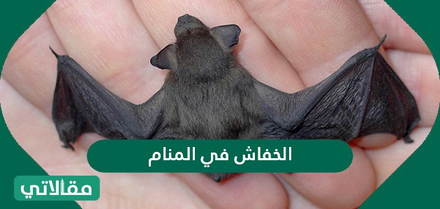 الخفاش في المنام