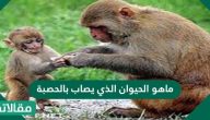 ما هو الحيوان الذي يصاب بالحصبة