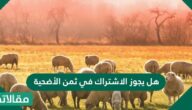 هل يجوز الاشتراك في ثمن الأضحية
