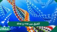 الفرق بين dna و rna