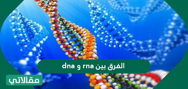 Dna ما وظيفة ال بحث عن