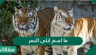 ما اسم انثى النمر