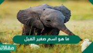 ما هو اسم صغير الفيل