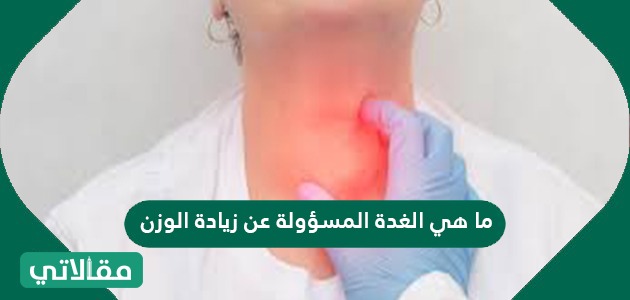 ما هي الغدة المسؤولة عن زيادة الوزن