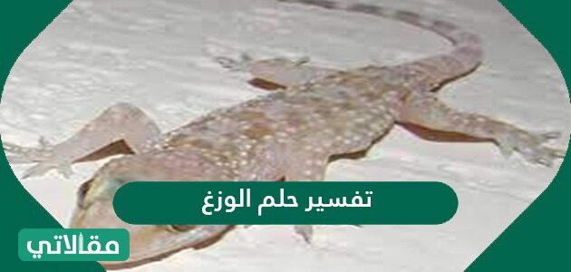 تفسير حلم الوزغ في المنام للعزباء والمتزوجة والمطلقة والحامل مقالاتي