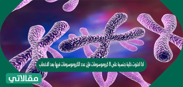 الانسان عدد الخليه الجسدية عند الكروموسومات ٤٦ هي كروموسوم في الموجوده انقسام منصف